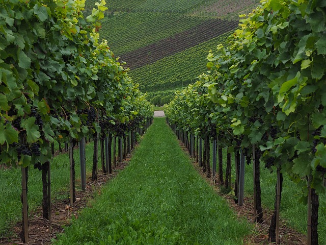 Franciacorta